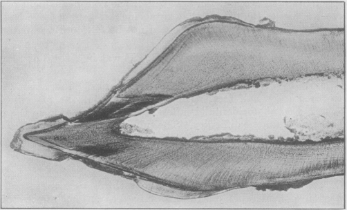 Fig. 24