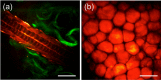 Fig. 7: