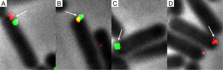 FIG 3 