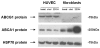 Figure 3)