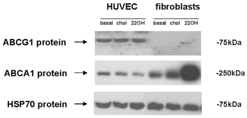 Figure 3)