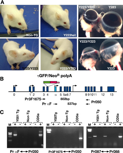 Fig. 10