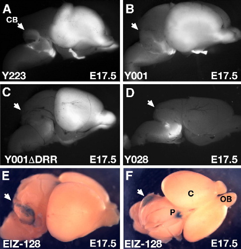 Fig. 8