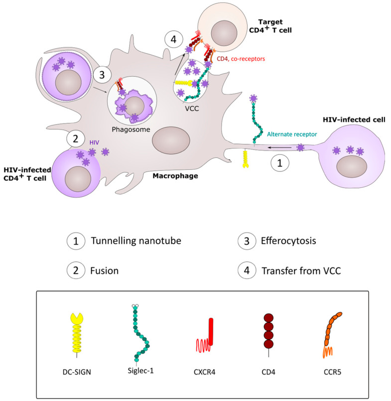 Figure 4