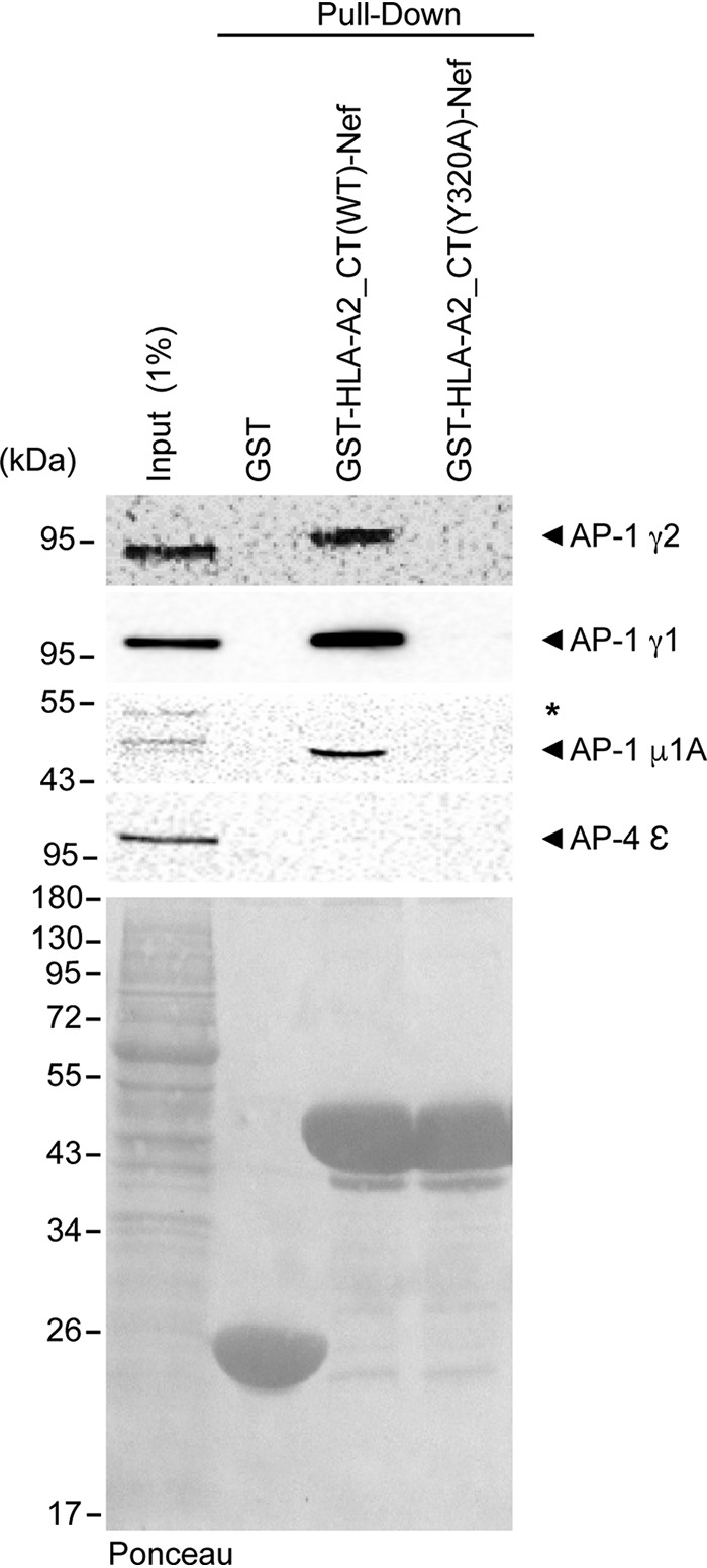 FIG 1