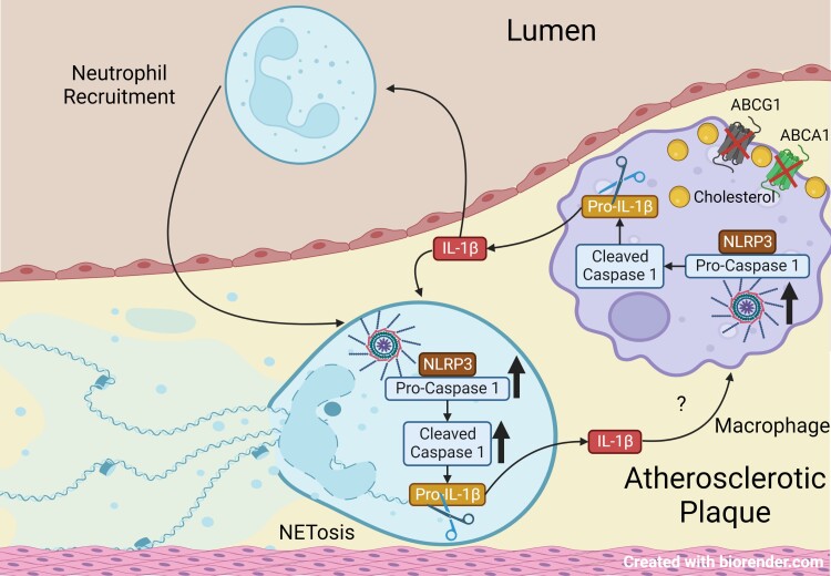 Graphical abstract