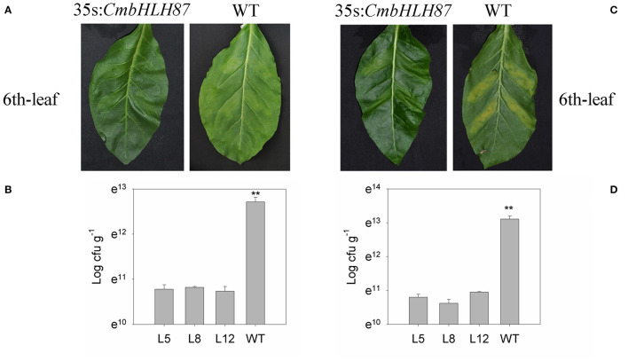 Figure 6