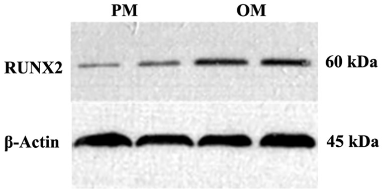 Fig 10