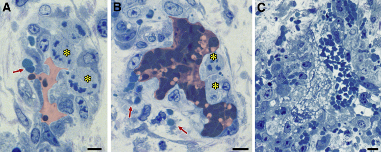 Figure 3