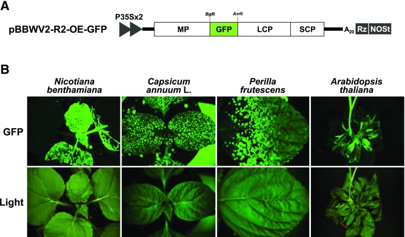 Figure 2.