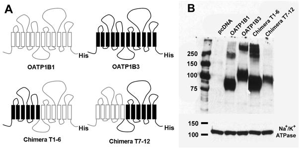 FIGURE 1