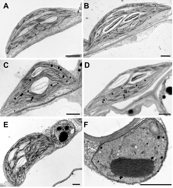 Figure 4