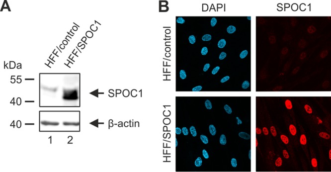 FIG 5