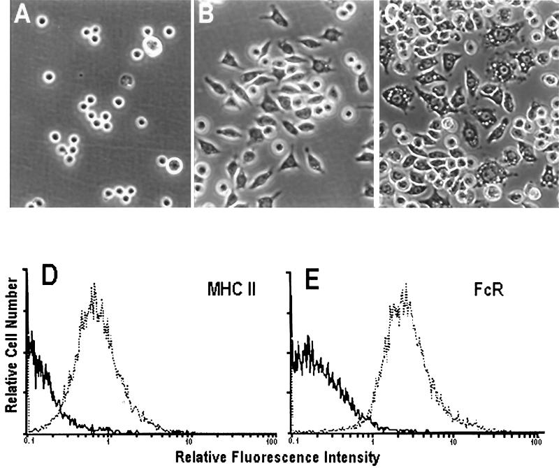 FIG. 1