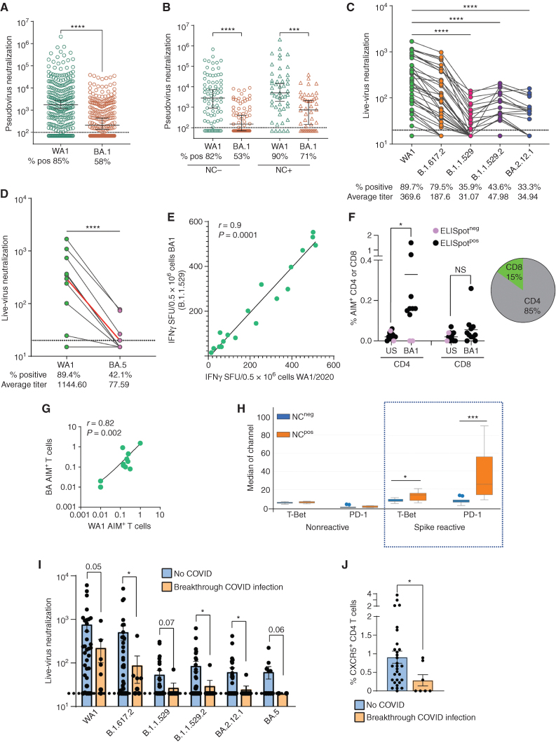 Figure 2. Variant-specific nAb/T cells and immunophenotypic correlates of immunity following 3 doses of SARS-CoV-2 vaccine. A, Pseudovirus neutralization IC50 against WA1 (n = 253) and Omicron (BA1: n = 249) variant. The figure shows the median with a 95% confidence interval (****, P < 0.0001, Mann–Whitney). Dotted lines show the threshold for detection at 100. B, Pseudovirus neutralization IC50 against WA1 and BA1, split by nucleocapsid reactivity (NC-WA: n = 78, NC-BA: n = 75, NC + WA: n = 49 and NC + BA: n = 48). Data, median with a 95% confidence interval (***, P < 0.001; ****, P < 0.0001 Kruskall Wallis). Dotted lines show the threshold for detection at 100. C, Live-virus neutralization (FRNT50) against ancestral strain (WA1), B.1.617.2, and Omicron variants (BA1 (B.1.1.529), BA2 (B.1.1.529.2), and BA2.12.1; n = 39). Lines connect data points from the same sample. Dotted line represents the lower limit of positive live-virus neutralization (<20; ****, P < 0.0001, Kruskal–Wallis). D, Live-virus neutralization (FRNT50) against ancestral strain (WA1) and BA.5 variant. The red line represents the median of all measurements. Lines connect datapoints from the same sample. The dotted line signifies a lower limit of positive neutralization (<20; ****, P < 0.0001 Mann–Whitney). E, Correlation between WA1 spike and BA1 spike reactivity as evaluated by interferon-gamma ELISpot. F, BA1-spike-reactive CD4+ and CD8+ T cells as assayed by AIM assay. Pie chart shows the mean proportions of BA1 spike-specific CD4+ and CD8+ T cells for all patients. US = unstimulated control (*, P < 0.05, paired t test). G, Correlation between WA spike- and BA spike-reactive AIM+ T cells. H, Phenotype of spike-reactive CD4+ T cells in NC+ or NC− patients, as analyzed by mass cytometry. Data, median expression of markers. ****, P < 0.0001, t test). I, Live-virus neutralization (FRNT50) against ancestral strain (WA1), and Omicron variants in patients with MM who developed breakthrough COVID infection, or did not, following booster mRNA vaccines. Data, mean + SEM. *, P < 0.05, t test with Welch correction). Values >0.05 are noted in the figure. J, Differences in the CXCR5+ T-cell cluster in patients with MM who developed breakthrough COVID infection, or did not, following booster mRNA vaccines. Figure shows mean + SEM. *, P < 0.05, t test with Welch correction).