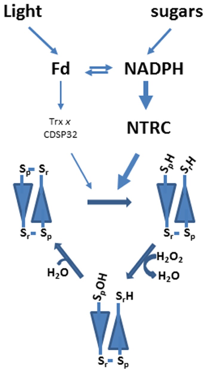 FIGURE 1