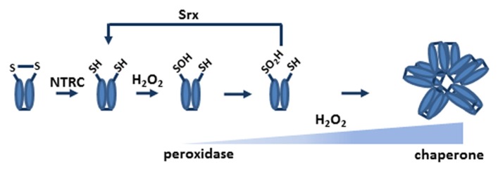 FIGURE 2