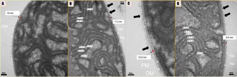 Fig. 6