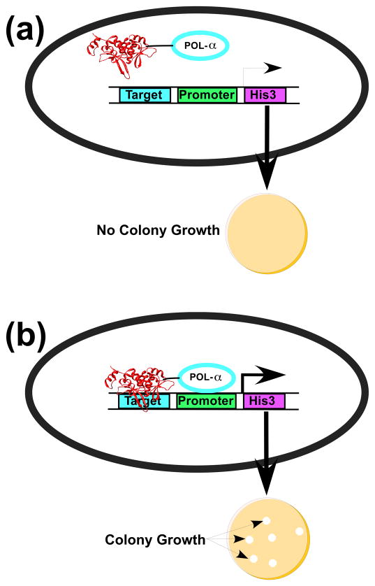 Evolution of I-SceI homing endonucleases with increased DNA recognition ...