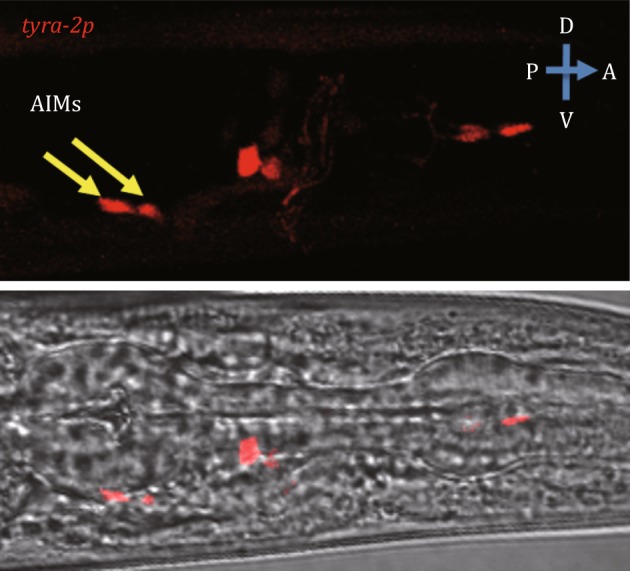 Fig. 2