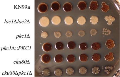 FIG. 8.