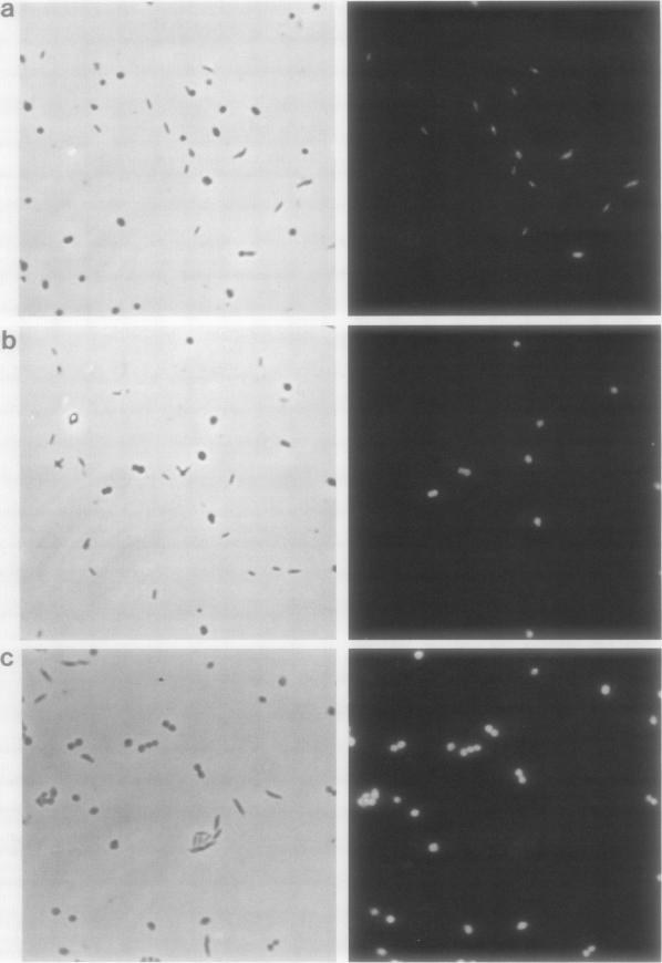 FIG. 3a-3c