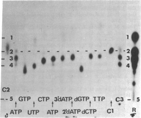 graphic file with name pnas00495-0243-a.jpg