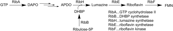 Scheme 3