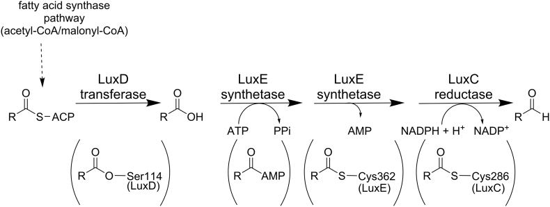 Scheme 2