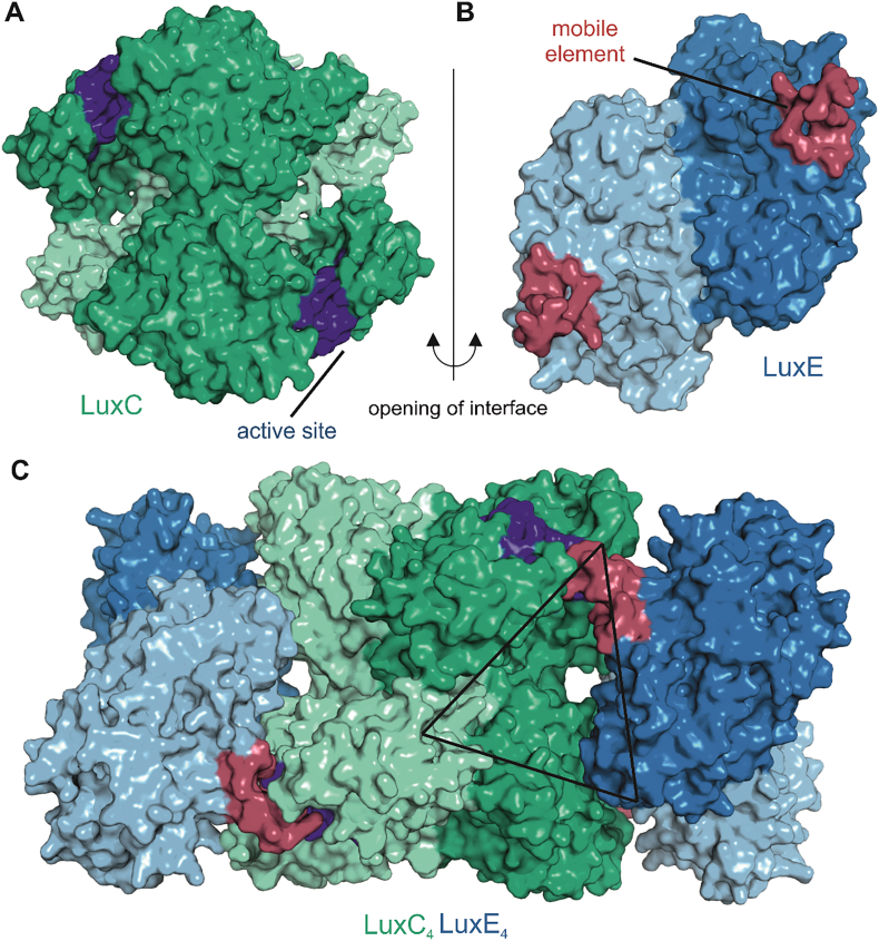 Fig. 7