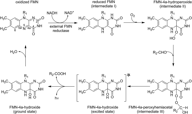 Scheme 4