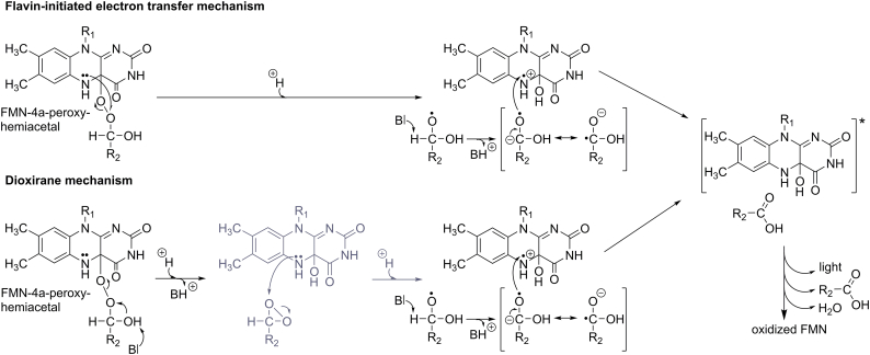 Scheme 5