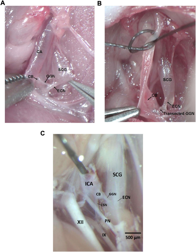 FIGURE 1