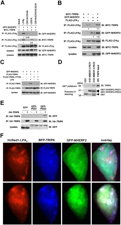 FIGURE 6.