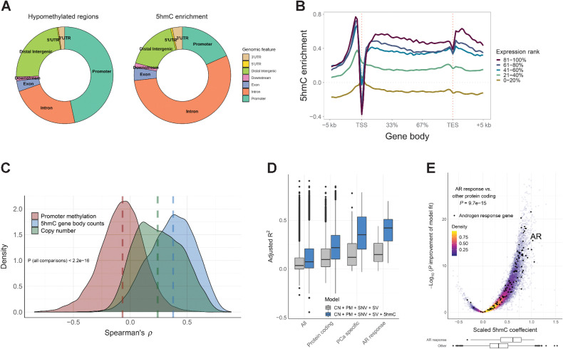 Figure 1. 5hmC levels are enriched in gene bodies and independently associated with gene expression in mCRPC. A, Location of hypomethylated regions defined by whole-genome bisulfite sequencing and location of 5hmC enrichment (peaks called by MACS2). Regions were mapped to Gencode v.28 transcripts per sample and the frequencies averaged across 93 mCRPC samples. B, 5hmC enrichment in and around gene bodies for different gene expression levels. Protein coding genes were assigned to expression quintile per sample and log2 5hmC enrichment over input control (similar to low-pass WGS without 5hmC enrichment) was calculated using the NGSplot tool (32). 5hmC enrichment was then averaged across 93 mCRPC samples. C, Correlation between promoter methylation (average CpG methylation by whole-genome bisulfite sequencing), gene copy number, and 5hmC gene body counts, and gene expression, respectively, for protein coding genes across the 93 mCRPC samples. Genes with missing data or with no RNA-seq counts were excluded. Dashed lines represent median correlation per data type. D, Gene expression was modeled for each gene by promoter methylation (PM), copy number (CN), single-nucleotide variants (SNV), structural variants (SV) and 5hmC gene body counts (5hmC). Gene expression and 5hmC gene body counts were scaled (transformed to Z-score) to give comparable coefficients. Grey boxes represent the adjusted R-square of the model without 5hmC while the blue boxes represent the adjusted R-square of the model including 5hmC. Analysis was done for 93 mCRPC samples. Boxplot shows median with hinges at 25th and 75th percentiles and whiskers at largest/smallest value within 1.5 * inter quartile range. E, The adjusted 5hmC coefficients for individual genes modeled as in d). Genes in the Hallmark Androgen Response pathway are labeled black. P-value was calculated by two-sided Wilcoxon rank-sum test for difference in scaled 5hmC coefficients between genes in the androgen response pathway including AR (N = 98) and all other protein coding genes (N = 18,434). Boxplots show distribution of AR response genes vs. other protein coding genes.