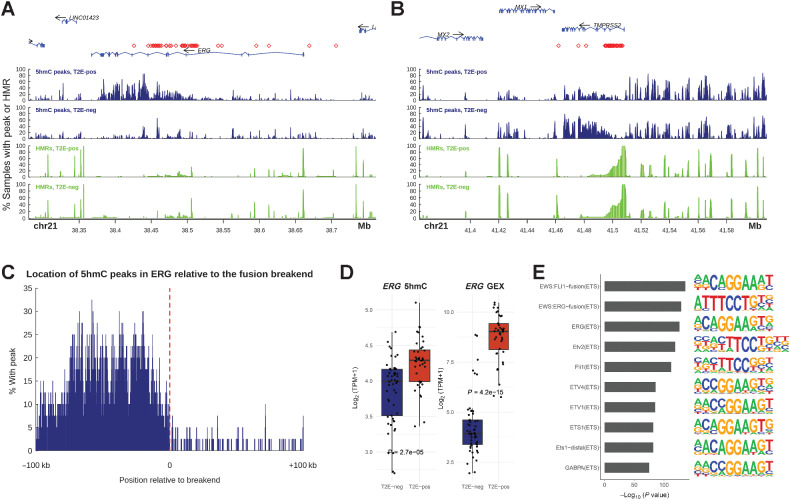 Figure 5. Activating TMPRSS2-ERG fusions and the downstream cistrome are marked by 5hmC. A and B, 5hmC locations and hypomethylation at the ERG and TMPRSS2 loci. 5hmC levels are shown as frequency of samples with a peak called at each position, and hypomethylation as frequency of samples with a hypomethylated region (HMR) called from whole-genome bisulfite sequencing. Samples are split based on the presence of a TMPRSS2-ERG fusion (T2E). Red symbols mark the position of the 3′ and 5′ break-ends for each sample harboring a TMPRSS2-ERG fusion. C, Location of 5hmC peaks are shifted relative to the 3′ break-end in TMPRSS2-ERG fusion positive samples. D, ERG 5hmC gene body levels and gene expression per fusion status (T2E-negative N = 53, T2E-positive N = 40). Two of the T2E-negative samples had a SLC45A3-ERG fusion. E, The top 10 enriched transcription factor binding motifs analyzed by HOMER for loci that have enriched 5hmC levels in TMPRSS2-ERG fusion positive samples. HMR; hypomethylated region, GEX; gene expression, T2E-pos; samples harboring a TMPRSS2-ERG gene fusion, T2E-neg; samples not harboring a TMPRSS2-ERG gene fusion. Boxplot shows median with hinges at 25th and 75th percentiles and whiskers at largest/smallest value within 1.5× inter quartile range.