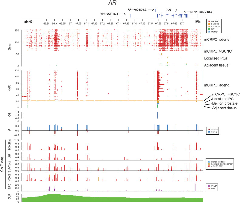 Figure 4. 5hmC marks activity of the Androgen Receptor locus. Integration of multiple layers of data for the AR locus. 5hmC represents peaks called by MACS2 for each sample. HMR; hypomethylated regions called by whole-genome bisulfite sequencing per sample. CGI; CpG islands, ρ; Spearman's correlation between 5hmC peaks and gene expression, and methylation levels by whole-genome bisulfite sequencing, respectively, ChIP-seq; chromatin immunoprecipitation sequencing from publicly available patient samples, patient-derived xenografts and cell lines. DUP; number of mCRPC samples with tandem duplications, PDX; patient-derived xenograft. Benign; benign prostate tissue, Localized; localized prostate cancer, mCRPC; metastatic castration-reisistant prostate cancer, NT; normal adjacent tissue (to mCRPC biopsy).