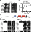 Figure 4—figure supplement 1.