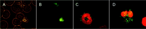 FIG. 2.