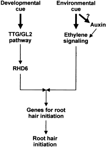 Figure 12.