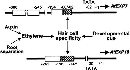 Figure 11.