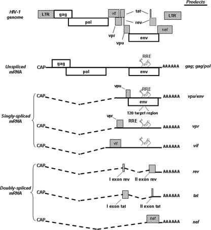 FIG. 1.