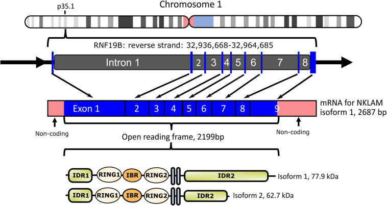 FIGURE 1