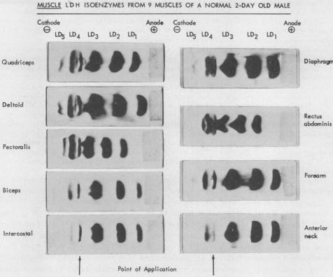 graphic file with name pnas00239-0210-a.jpg