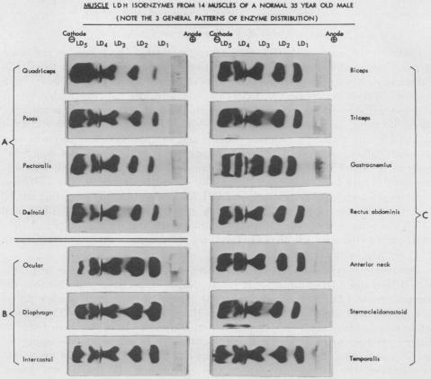 graphic file with name pnas00239-0208-a.jpg