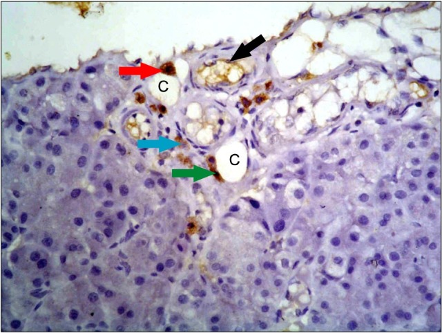 Fig. 8.