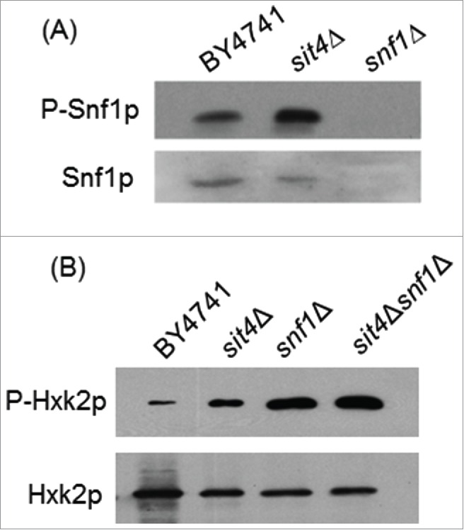 Figure 5.