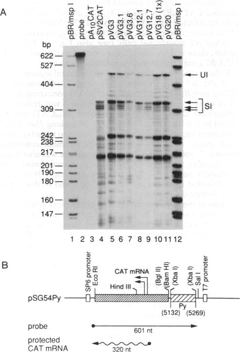 graphic file with name pnas00281-0043-a.jpg