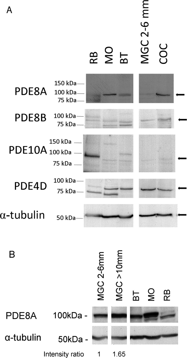 FIG. 5.