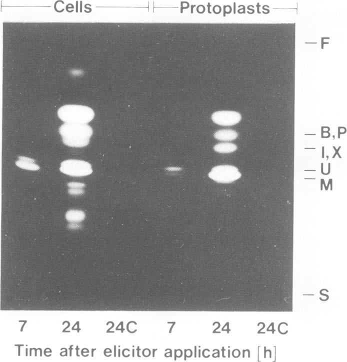 Fig. 7.